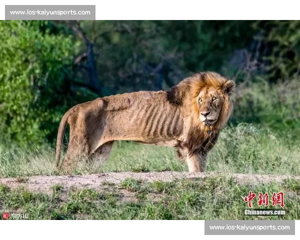 南非雄狮碾压野蛮人队,友谊赛狂揽 35 分创纪录 南非雄狮碾压野蛮人队,友谊赛狂揽 35 分创纪录